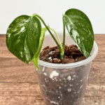 Epipremnum pinnatum variegata