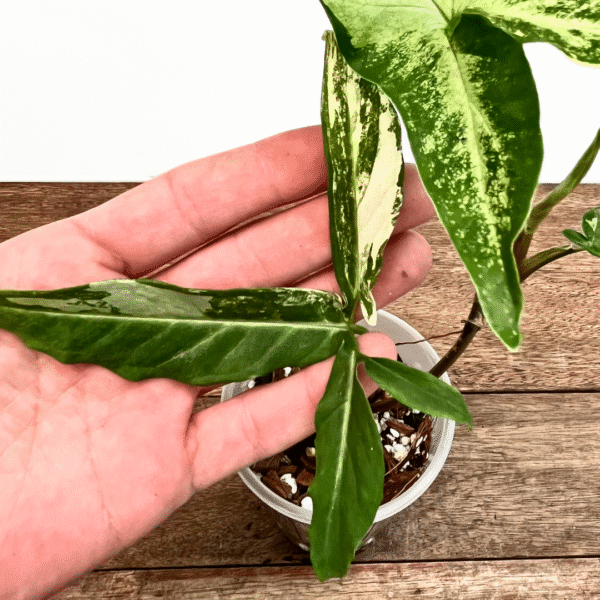 Syngonium angustatum variegated - Image 2