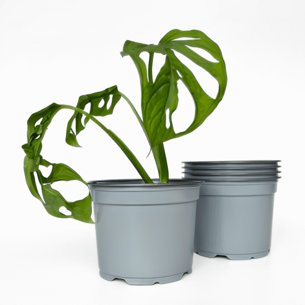 Thermoformed Pots 12cm Light Grey (0.7lt) | 100 Pack | Durable Low-Maintenance Planters - Image 4