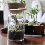 Cork lid terrarium kit with glass jar, assorted plants, soil layers, and assembly tools