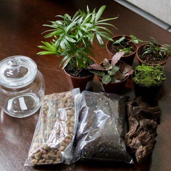 Bell Jar DIY Terrarium | Complete Kit for Beginners | Create a Living Mini Garden - Image 3