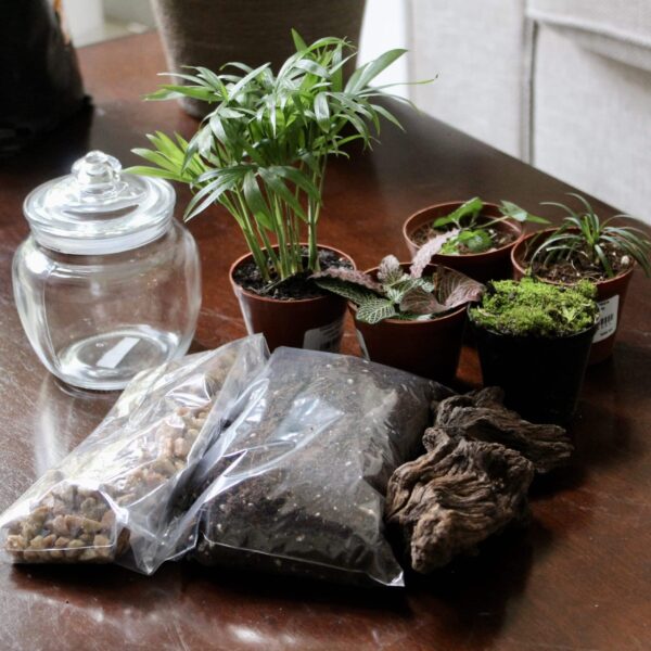 Bell Jar DIY Terrarium | Complete Kit for Beginners | Create a Living Mini Garden - Image 2