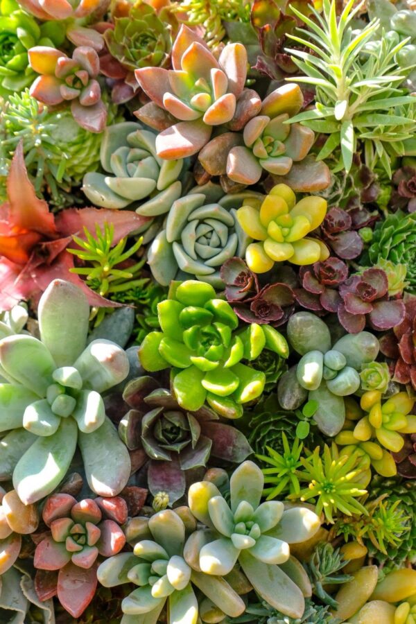 Succulent Bowl DIY Terrarium | Open Garden Kit | Create a Stylish Indoor Desertscape - Image 2