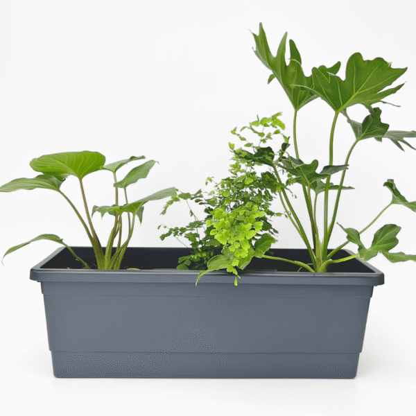 Belinda Window Box 53cm | Elegant Planter | Ideal for Windows, Balconies & Patios (10 Pack) - Image 6