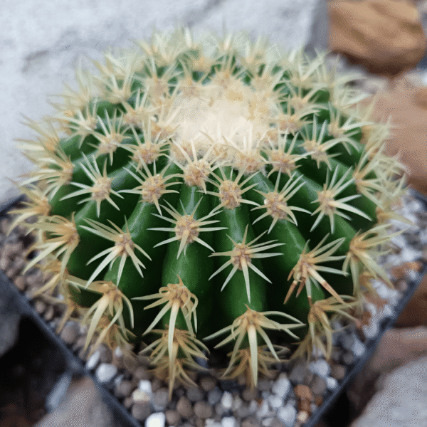 Echinocactus grusonii intermedius - short spine - Image 2