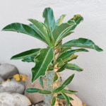 Pachypodium succulent