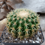 Echinocactus grusonii
