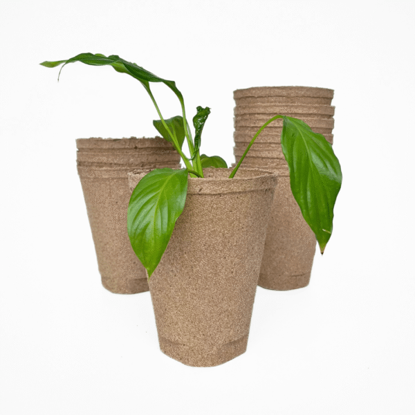 Round Jiffy Pots Biodegradable | Propagation Pots | Ideal for Seed Starting & Eco-Friendly Gardening - Image 4
