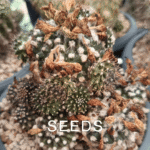 Cactus seeds
