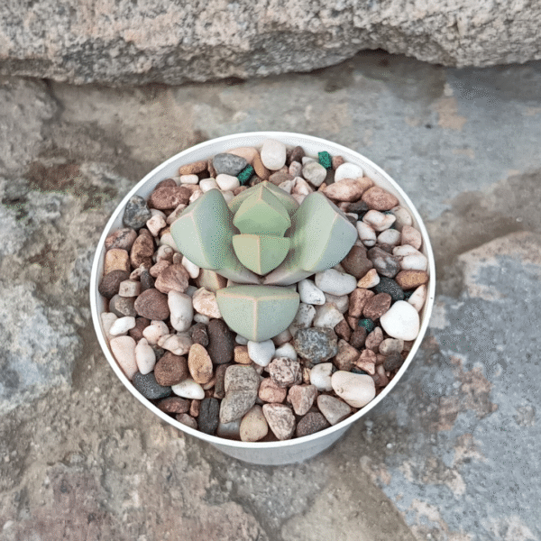 Rare Succulent Lapidaria Margaretae 'Karoo Rose' - Image 2
