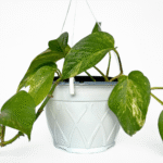 White thermoformed hanging basket with decorative design and matching white hanger for indoor or outdoor plant displays.