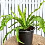 Asplenium Osaka with dark green, glossy, wavy fronds in a symmetrical rosette