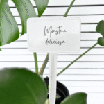 White plastic T-labels in three sizes for nursery and gardening use.