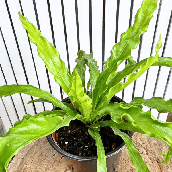 Asplenium Osaka | Glossy Wavy Fronds | Elegant Indoor Fern - Image 2