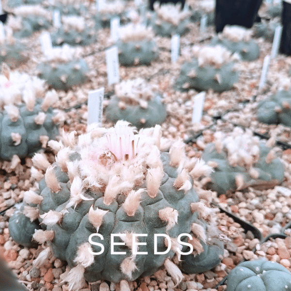 SEEDS 'Peyote' Lophophora Williamsii 25 pack - Favourite - Image 3