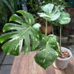 Monstera Thai Constellation