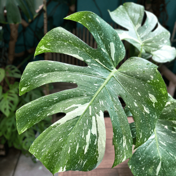 Monstera Thai Constellation - Image 2