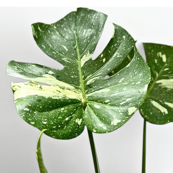 Monstera Thai Constellation - Image 6