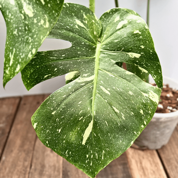 Monstera Thai Constellation - Image 3