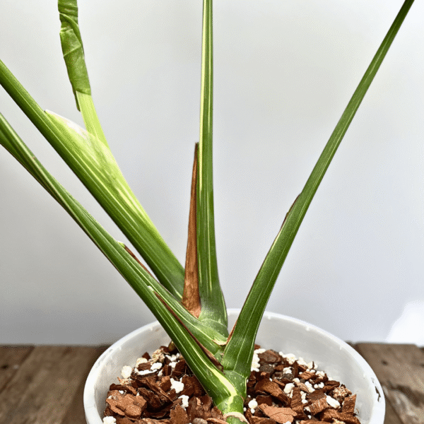 Monstera Thai Constellation - Image 5