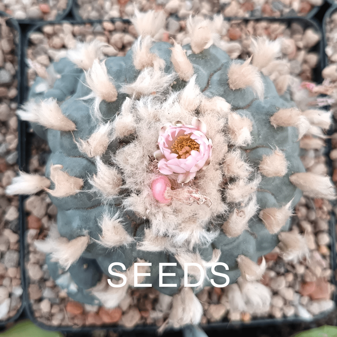 Peyote - Lophophora williamsii seeds
