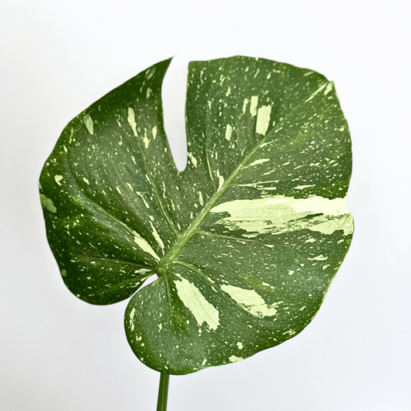 Monstera Thai Constellation - Image 4