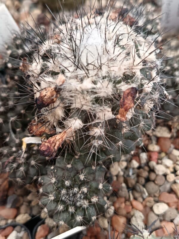 SEEDS Copiapoa humilis 25 Pack - Image 2