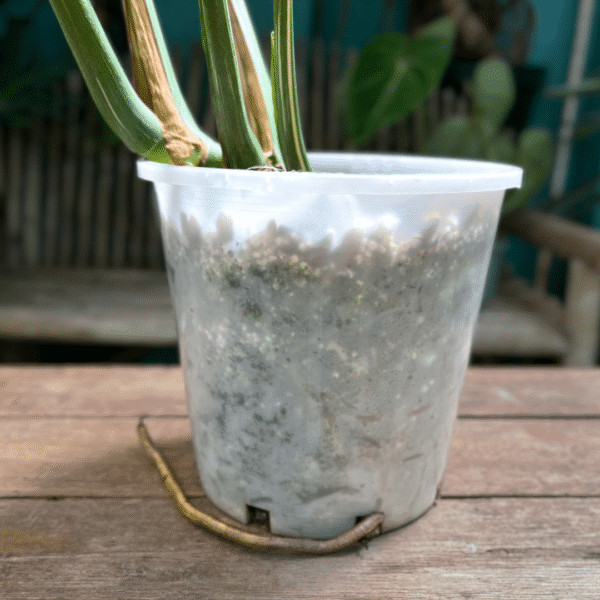 Monstera Thai Constellation - Image 7