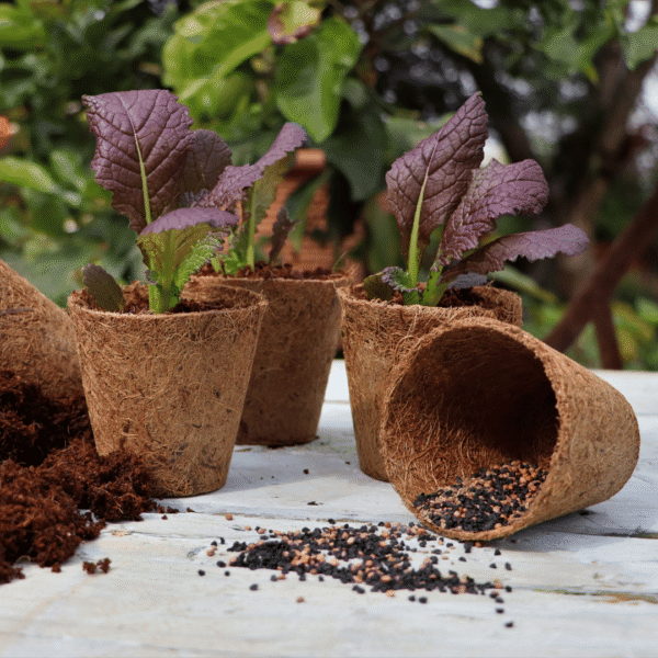 Good Roots Fibre Pots 6cm round - 12 pack - Image 2