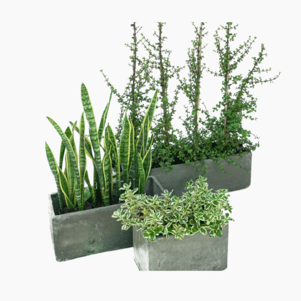 Fibre Cement Flower Boxes – 2 Sizes | Weather-Resistant & Stylish | Ideal for Indoor & Outdoor Plant Displays - Image 3