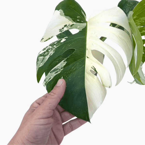 Monstera Albo Variegata 2 | Rare Variegated Houseplant | Established Indoor Statement Plant - Image 4