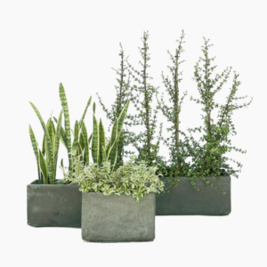 Fibre cement flower boxes in rust and charcoal finishes, suitable for indoor and outdoor plants.