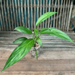 Epipremnum amplissimum with elongated narrow green leaves, trailing from a pot.