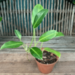 Philodendron renauxii