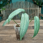 Epipremnum 'Cebu Blue'