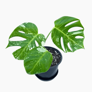 Monstera Albo Variegata 4 with three white-variegated leaves in a 19cm nursery pot, approximately 21cm tall
