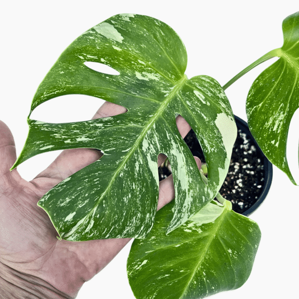 Monstera Albo Variegata 4 | Rare Indoor Foliage Plant | Variegated Collector’s Delight - Image 2