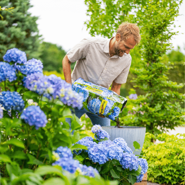 Floragard Blue Hydrangea Potting Soil 5.5kg - Image 2