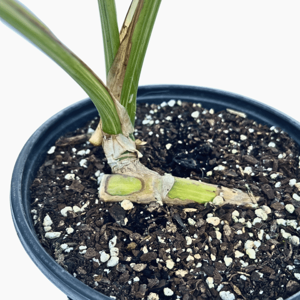 Monstera Albo Variegata 4 | Rare Indoor Foliage Plant | Variegated Collector’s Delight - Image 3