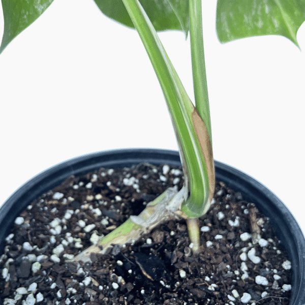 Monstera Albo Variegata 4 | Rare Indoor Foliage Plant | Variegated Collector’s Delight - Image 4