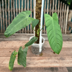 Philodendron sharoniae