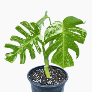 Monstera Albo Variegata 5 with three white-variegated leaves in 19cm pot, approximately 30cm tall