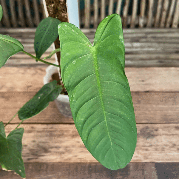 Philodendron sharoniae - Image 2