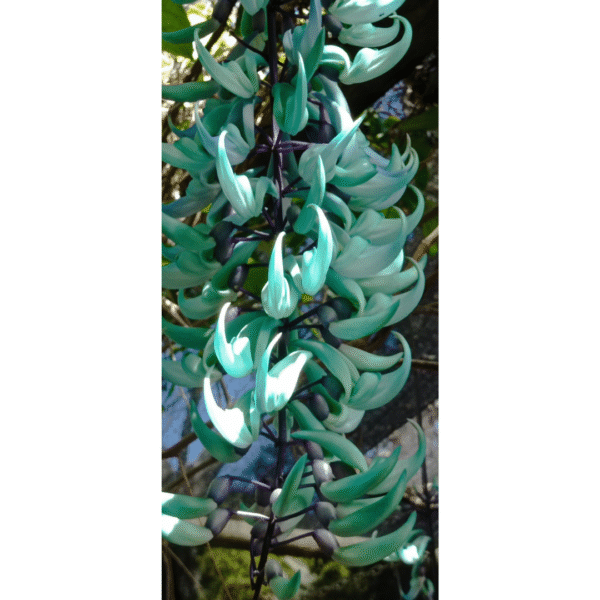 Jade Vine (Creeper) | Rare Turquoise Creeper | Ideal for Tropical Displays - Image 2