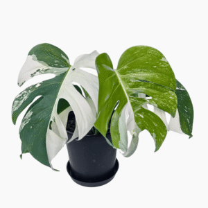 Monstera Albo Variegata 2 with six variegated leaves in a 19cm pot, approximately 34cm tall