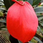Anthurium ‘Pigstail’ near flowering with distinctive curly spathes and glossy foliage.