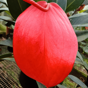 Anthurium ‘Pigstail’ near flowering with distinctive curly spathes and glossy foliage.