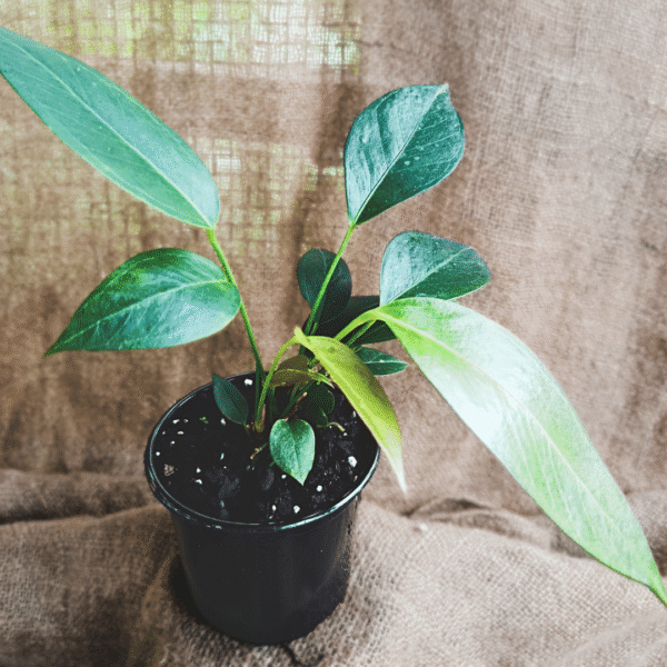 Anthurium Pigstail Red Near Flowering | Rare Tropical Aroid | Ideal for Indoor Decorative Displays - Image 2