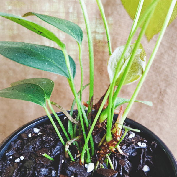 Anthurium Pigstail Red Near Flowering | Rare Tropical Aroid | Ideal for Indoor Decorative Displays - Image 3
