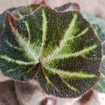 Begonia Sol umtata Sun Changing Begonia